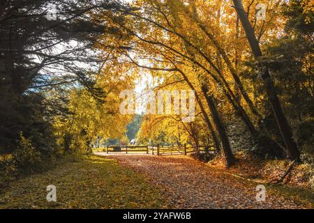 Landscape long the popular Lilydale to Warburton Rail Trail on a cool autumn day in Victoria, Australia, Oceania Stock Photo