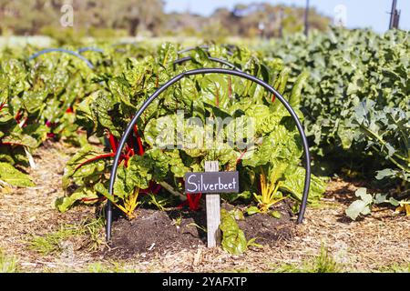 The Briars community homestead and farm in Mount Martha on the Mornington Peninsula, Victoria, Australia, Oceania Stock Photo