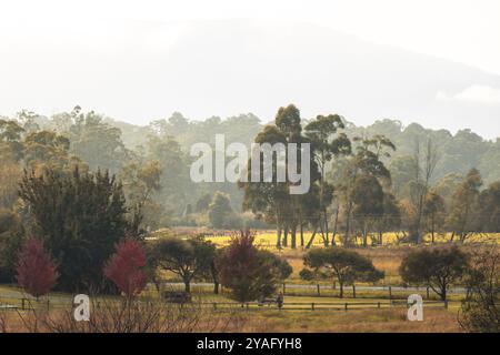 Landscape long the popular Lilydale to Warburton Rail Trail on a cool autumn day in Victoria, Australia, Oceania Stock Photo