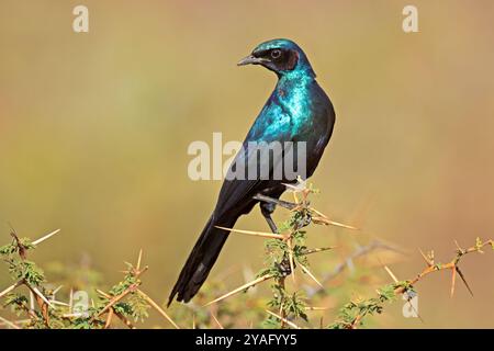 An alert Burchells starling (Lamprotornis australis) perched on a branch, South Africa Stock Photo