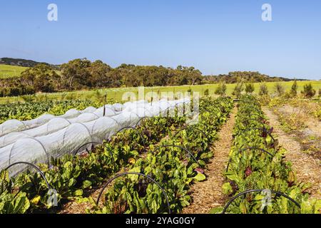 The Briars community homestead and farm in Mount Martha on the Mornington Peninsula, Victoria, Australia, Oceania Stock Photo