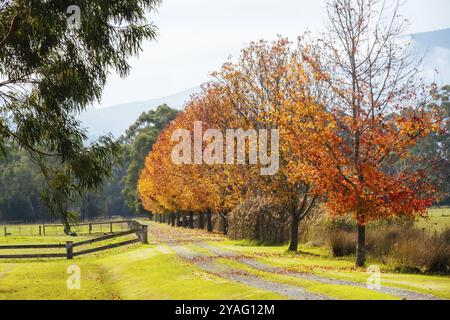 Landscape long the popular Lilydale to Warburton Rail Trail on a cool autumn day in Victoria, Australia, Oceania Stock Photo