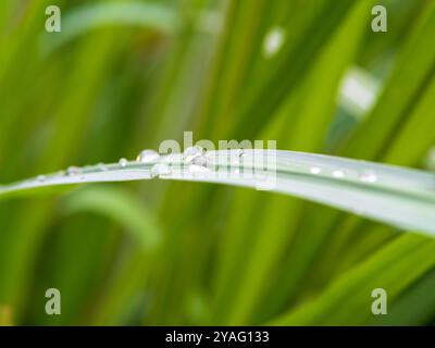Raindrops on green long leaves Stock Photo