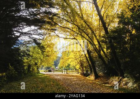 Landscape long the popular Lilydale to Warburton Rail Trail on a cool autumn day in Victoria, Australia, Oceania Stock Photo