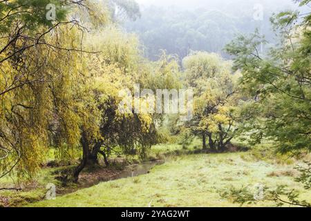 Landscape long the popular Lilydale to Warburton Rail Trail on a cool autumn day in Victoria, Australia, Oceania Stock Photo