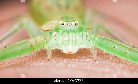 Green crab spider perched on human skin, showcasing its intricate biology and arachnid features, blending seamlessly with its surroundings in a vibran Stock Photo