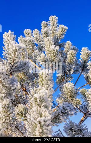 Hoarfrost on pine tree branches against a blue sky sunny sky Stock Photo