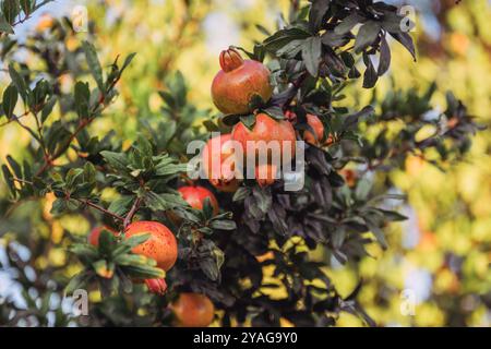 Unripe pomegranate fruit in organic orchard, selective focus Stock Photo