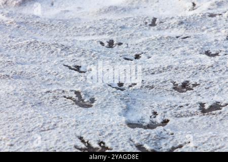 Penguin footprints in the snow in Ross Island, Antarctica Stock Photo