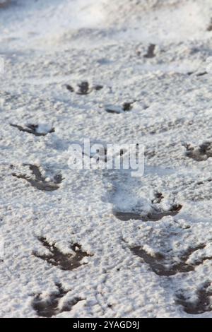 Penguin footprints in the snow in Ross Island, Antarctica Stock Photo