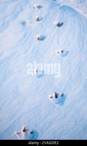 Penguin footprints in the snow in Ross Island, Antarctica Stock Photo