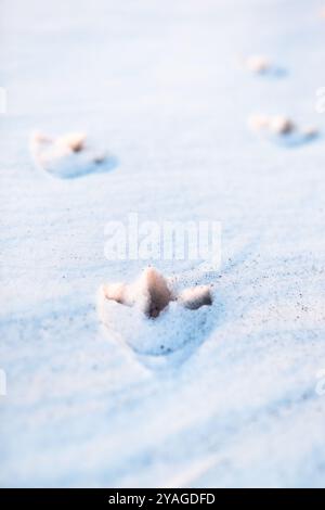 Penguin footprints in the snow in Ross Island, Antarctica Stock Photo