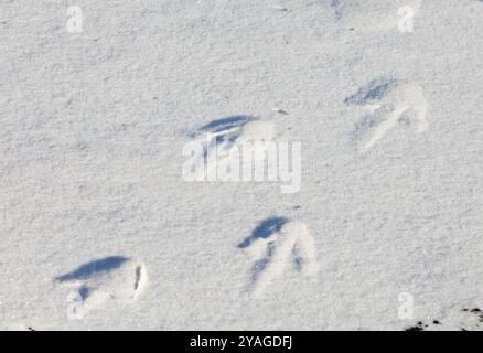 Penguin footprints in the snow in Ross Island, Antarctica Stock Photo