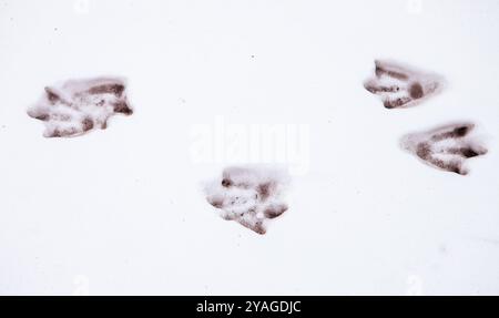 Penguin footprints in the snow in Ross Island, Antarctica Stock Photo