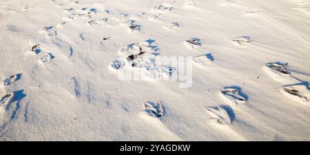 Penguin footprints in the snow in Ross Island, Antarctica Stock Photo