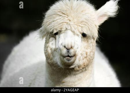 Portrait of a white alpaca against a black background. Stock Photo