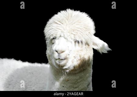 Portrait of a white alpaca against a black background. Stock Photo