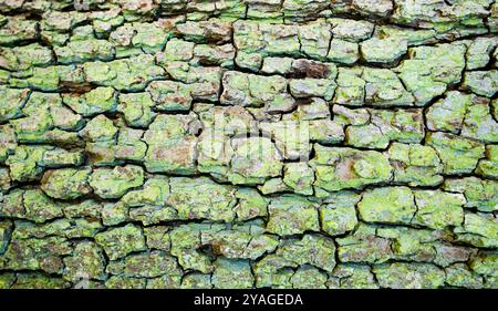 Green tree bark close-up. Natural rough background. Stock Photo