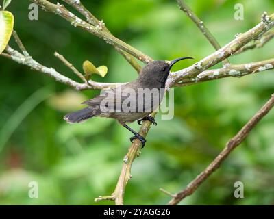 A Seychelles Sunbird (Cinnyris dussumieri) on a branch in the spice garden Le Jardin du Roi on Mahé, Seychelles. Stock Photo