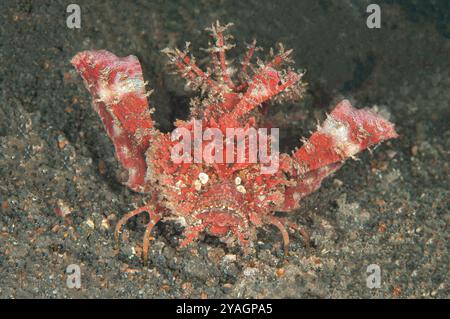 Weird looking Devil scorpionfish Stock Photo