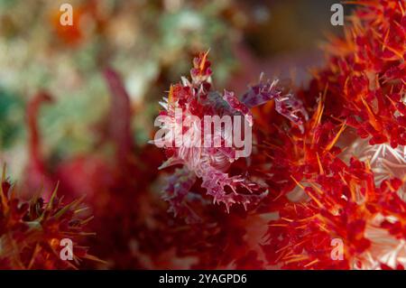 Candy crab camouflaged amongst spines of colourful prickly Alcyonarian soft coral Stock Photo