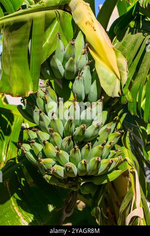 Plantain fruits hanging on the banana tree Stock Photo - Alamy