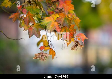 Norway maple (Acer platanoides), branch with autumn leaves and fruits. Autumn colours on Norway Maple leaves. Wallpaper. Autumn background. Stock Photo