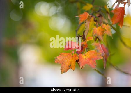 Norway maple (Acer platanoides), branch with autumn leaves and fruits. Autumn colours on Norway Maple leaves. Wallpaper. Autumn background. Stock Photo