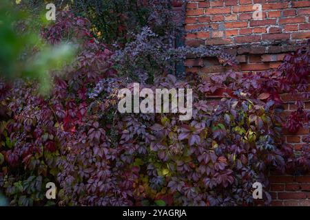 Virginia creeper (Parthenocissus quinquefolia) in autumn colors. Red leaves of decorative grapes on a terracota brick wall fall. Autumn concept. Stock Photo