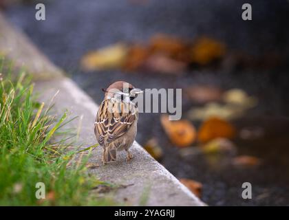 Eurasian tree sparrow (Passer montanus)  holding a dry twig in its beak. Sparrow sitting on curbstone with stem of leaf in beak. Stock Photo
