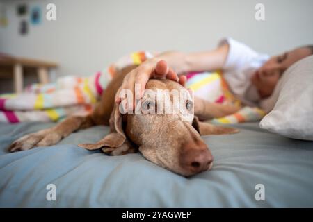 Close up vizsla dog's muzzle lying with owner touching pet head with hands in bed, awaked together. Stock Photo