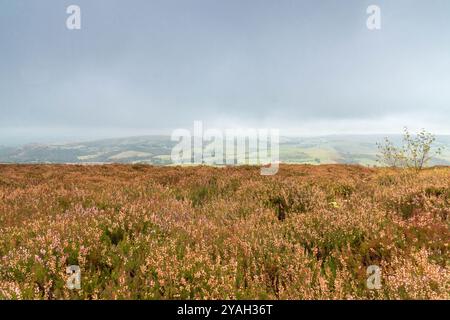 Looking north from Striperstones (Carneddau Teon) National Nature Reserve across a carpet of Heather towards the welsh border. Shropshire UK. Septembe Stock Photo