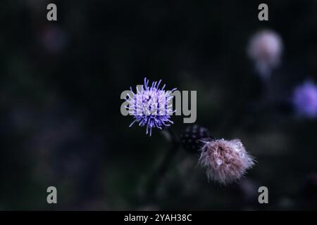blue single flower on a dark background Stock Photo
