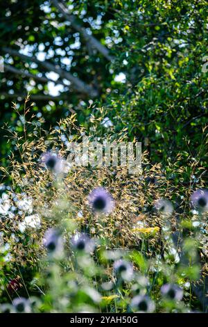 Tall dry grass waving in the wind in a garden in the UK. Stock Photo