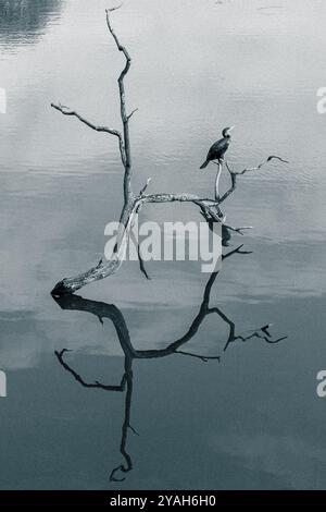 A cormorant (Phalacrocorax carbo) perched on dead tree over a lake with reflections in the water, England, UK Stock Photo