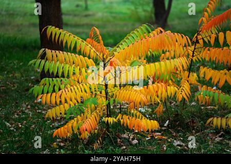 Close-up of young sumac trees in autumn with beautiful multicolored leaves. Stock Photo