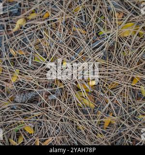 A square photo of long fallen pine needles lying on the ground. The background image. Stock Photo