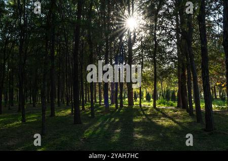 The sun with rays radiating from it in the form of a star on the background of a forest clearing with tall coniferous trees in autumn. Stock Photo