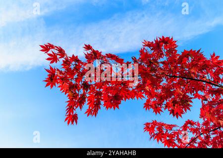 Beautiful vibrant red foliage autumn colours of the leaves of an Acer palmatum (Japanese maple) tree against a blue sky in Surrey, south-east England Stock Photo
