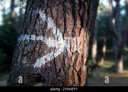 white arrow painted on pine tree trunk bark Stock Photo
