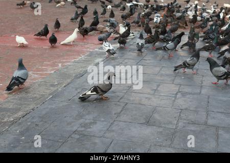 A flock of pigeons with varied plumage congregates on a grey stone pavement in an urban setting. Stock Photo