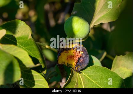 figs pecked by birds on a branch Stock Photo