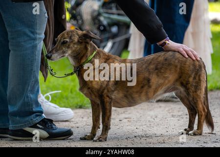 24.07.2024, Germany, Hamburg, Hamburg - Dog (promenade mix with part wind hat and dachshund) and owner at an event. 00A240724D068CAROEX.JPG [MODEL REL Stock Photo