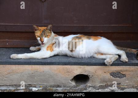 Catania town in Sicily, Italy. Calico cat relaxing on doorstep. Stock Photo