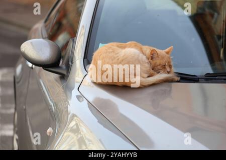 Local ginger cat sleeping on a car in Toulouse, France. Stock Photo