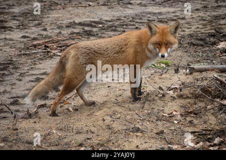 23.01.2024, Germany, , Berlin - Red fox. 00S240123D408CAROEX.JPG [MODEL RELEASE: NOT Applicable, PROPERTY RELEASE: NO (c) caro images / Sorge, http:// Stock Photo