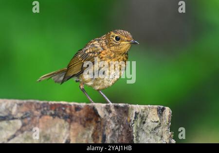 Robin juvenile Stock Photo