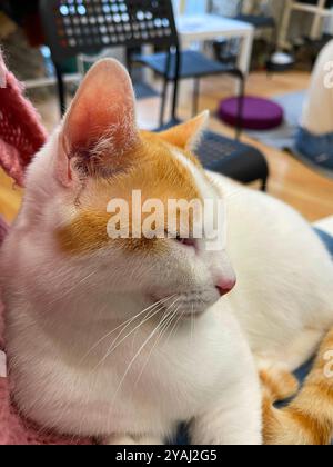 Sleepy cat. Stock Photo