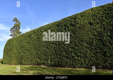 This photo showcases a large, meticulously trimmed green hedge under a clear blue sky. The lush, dense foliage stretches horizontally across the frame Stock Photo