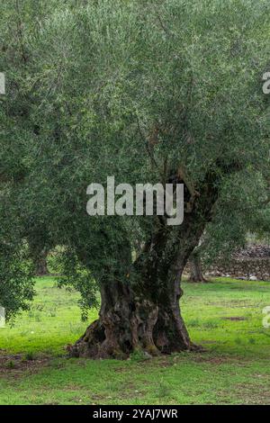 large and well-established ancient olive tree with wide gnarly trunk Stock Photo